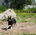 Обучение кучета Обучение кучета