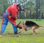 обучение Обучение кучета
