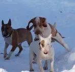 кинолог обучение