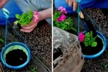 Коли і як висаджувати розсаду петунії у відкритий ґрунт висаджувати