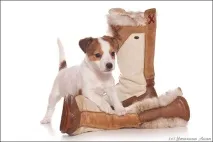 кінологічний