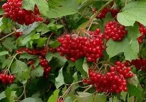 полезни свойства калина