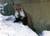 куниці
