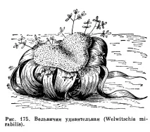 клас gnetopsida