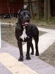 хранене cane