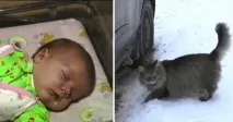 Кішка-героїня врятувала дитину від холодної смерті – на Fabiosa врятувала