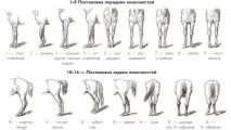 Кінцівки коня кінцівки