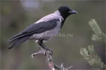 Конспекти літніх прогулянок у старшій групі старшій