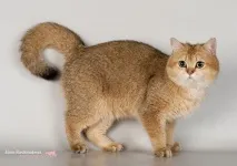 золото
