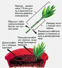 Кімнатний бальзамін бальзамін