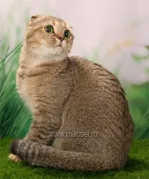 кошеня