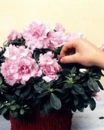 Кімнатні азалії поради щодо догляду та ідеї з декорування догляду