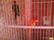 Кури з приватного двору в Апшеронському районі апшеронському