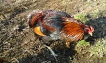 описание araucana