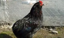 пилета пилета