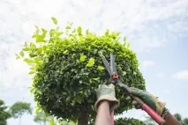Кущоріз ручний огляд, особливості, характеристики, види та відгуки ручний