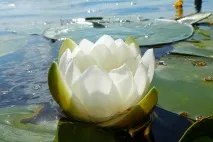латаття