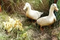 патици благовар