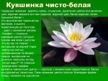 біла