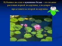 опис
