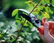 Кущоріз ручний огляд, особливості, характеристики, види та відгуки ручний