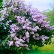 люляков сюжет