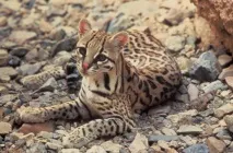 Леопардова кішка (Prionailurus Felis) - ІнфоОко prionailurus