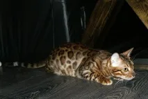 Леопардова кішка (Prionailurus Felis) - ІнфоОко prionailurus