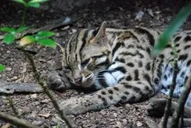 Леопардова кішка (Prionailurus Felis) - ІнфоОко кішка