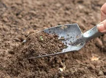 ЦИБУЛЬ І МОРКВА САЖАЄМО І СІЄМО ПІД ЗИМУ, Дачники сажаємо