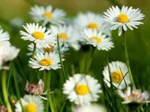 Лікувальні властивості ромашки, види ромашки, протипоказання властивості