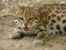Леопардова кішка (Prionailurus Felis) - ІнфоОко леопардова