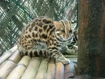 Леопардова кішка (Prionailurus Felis) - ІнфоОко кішка