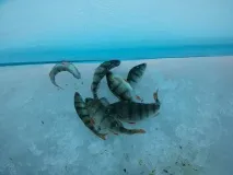 кръвни червеи кариерите