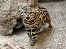 Леопардова кішка (Prionailurus Felis) - ІнфоОко кішка
