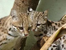 Леопардова кішка (Prionailurus Felis) - ІнфоОко кішка