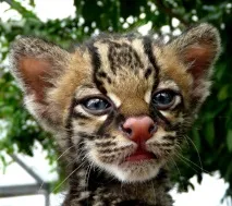Леопардова кішка (Prionailurus Felis) - ІнфоОко леопардова