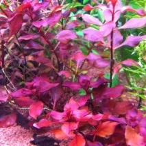 akvarium грижа