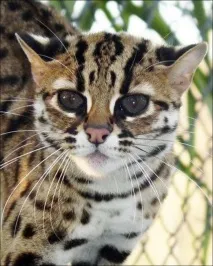 Леопардова кішка (Prionailurus Felis) - ІнфоОко prionailurus