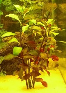 ludwigia грижа