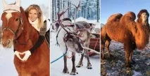 санкт събития
