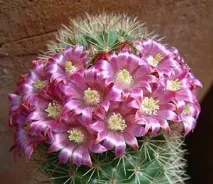 mammillaria