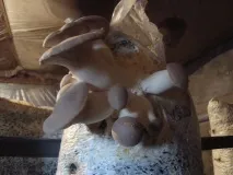 блокове стриди