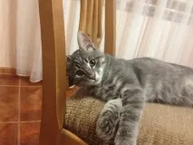 улюблений