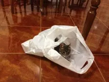 Лексус