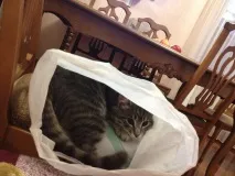 улюблений