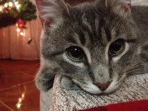 улюблений