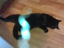 същества светът