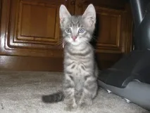 улюблений