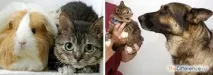 астронавт котка